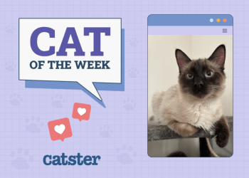 Catster Photo Contest: Cats of the Week Winners (April 10, 2025)