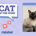 Catster Photo Contest: Cats of the Week Winners (April 10, 2025)