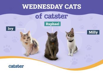 Foodies vs Picky Eaters: The Wednesday Cats of Catsters’ Food Habits