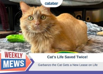 Cat’s Life Saved Twice: Garbanzo Gets a New Lease on Life (with Video)