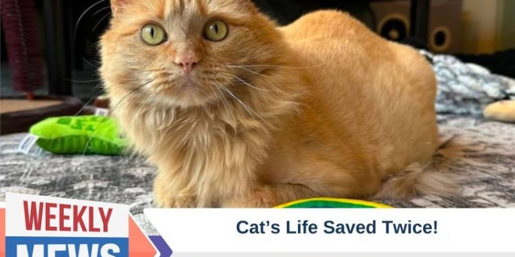 Cat’s Life Saved Twice: Garbanzo Gets a New Lease on Life (with Video)