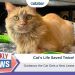 Cat’s Life Saved Twice: Garbanzo Gets a New Lease on Life (with Video)