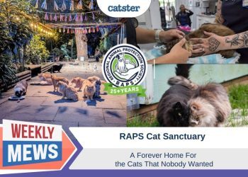 RAPS Cat Sanctuary – A Forever Home For the Cats No One Wanted (with Video)