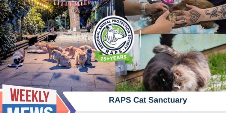 RAPS Cat Sanctuary – A Forever Home For the Cats No One Wanted (with Video)