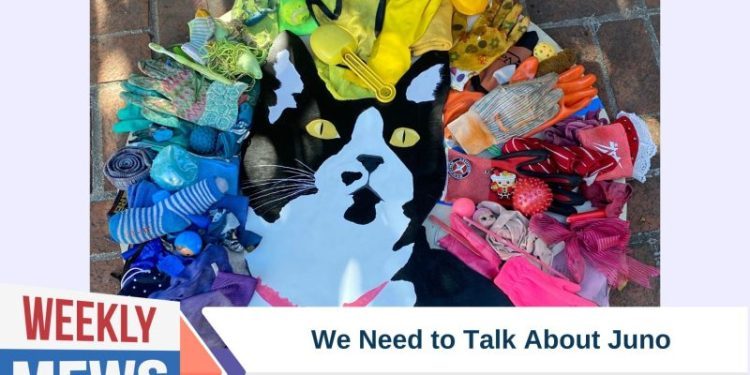 We Need to Talk About Juno – The Curious Case of a Klepto Kitty