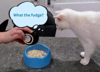 My Cats Try Tofu: A Litter Experiment