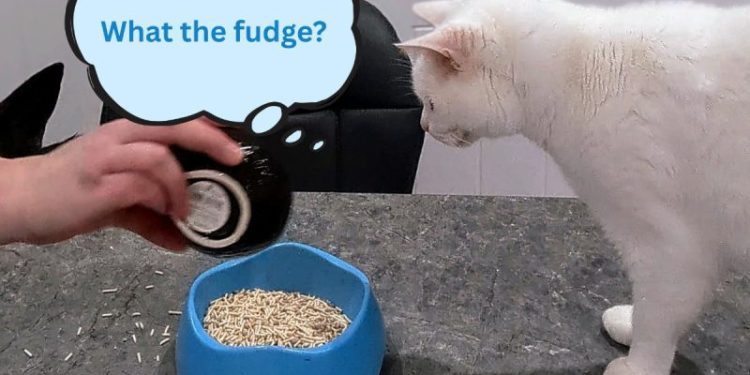 My Cats Try Tofu: A Litter Experiment