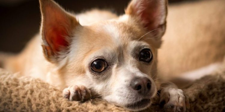 Open Fontanel In Dogs: Symptoms, Causes, & Treatments