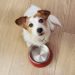 Acid Reflux In Dogs: Symptoms, Causes, & Treatments