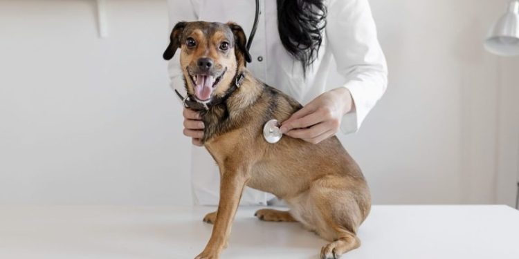 Syncope (Fainting) In Dogs: Symptoms, Causes, & Treatments