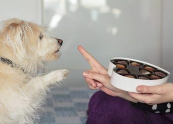 10 Foods That Are Bad for Dogs