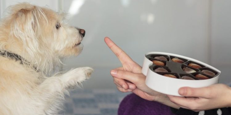 10 Foods That Are Bad for Dogs