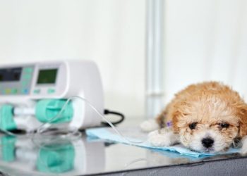 Renal (Kidney) Failure in Dogs: Symptoms, Causes, & Treatments