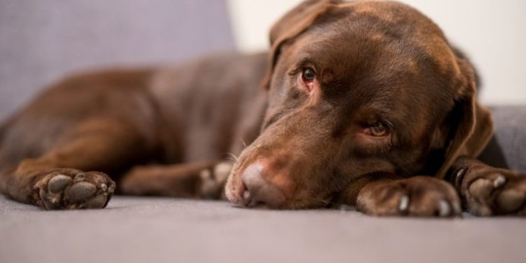 Ascites In Dogs: Symptoms, Causes, & Treatments