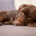 Ascites In Dogs: Symptoms, Causes, & Treatments
