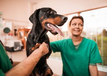 Thrombocytopenia In Dogs: Symptoms, Causes, & Treatments