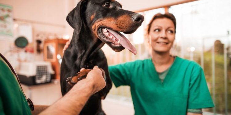 Thrombocytopenia In Dogs: Symptoms, Causes, & Treatments