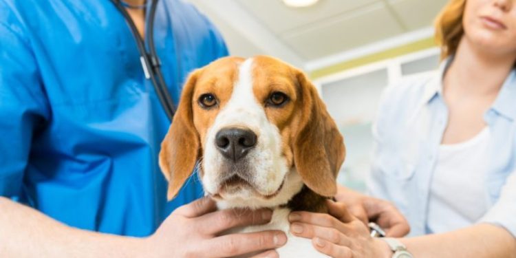 Uremia In Dogs: Symptoms, Causes, & Treatments