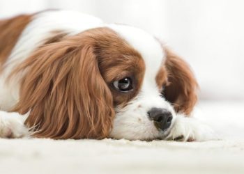 Syringomyelia (SM) in Dogs: Symptoms, Causes, & Treatments
