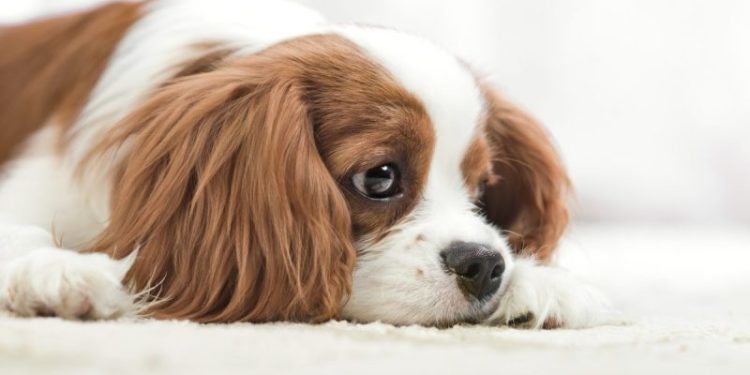 Syringomyelia (SM) in Dogs: Symptoms, Causes, & Treatments