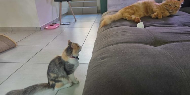 Perfect Kitty Frenemies: Ivy and Her Orange Friend