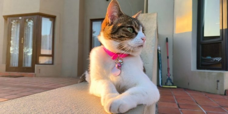 Golf Course Cats: Keeping Up With Milly (Part One)