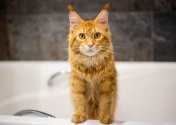 Can You Use Human Shampoo on Cats? Vet-Reviewed Risks & Alternatives