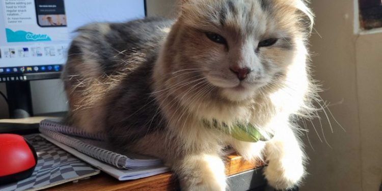 My Cat Thinks I’m Weird: Ivy’s Take on Human Habits