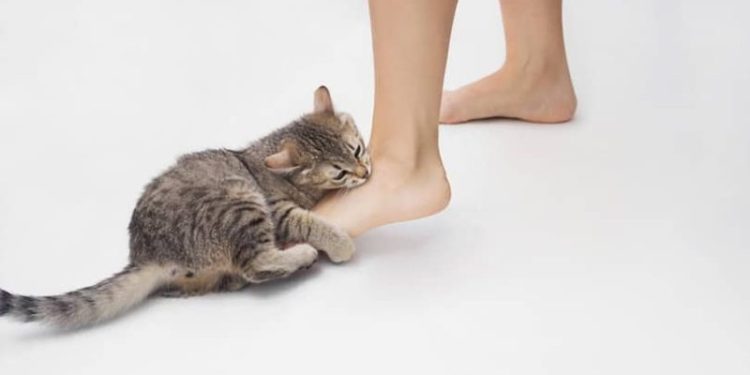 How to Train a Cat Not to Bite: 8 Vet-Approved Tips and Tricks