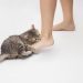 How to Train a Cat Not to Bite: 8 Vet-Approved Tips and Tricks