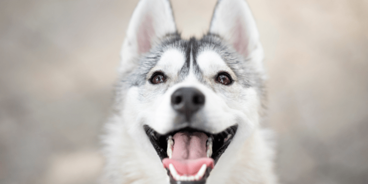 How Many Teeth Do Dogs Have?