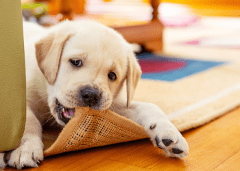 What is Cobbing in Dogs and How Do I Stop It?