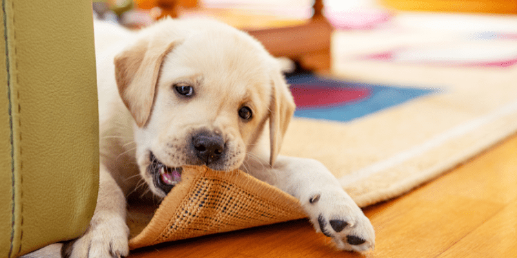 What is Cobbing in Dogs and How Do I Stop It?