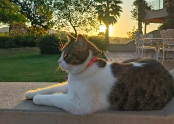 Adventures, Picnics, and a Little Bit of Kitty Chaos: Milly Unleashed (Part Two)