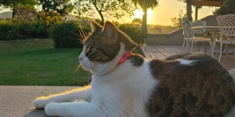 Adventures, Picnics, and a Little Bit of Kitty Chaos: Milly Unleashed (Part Two)