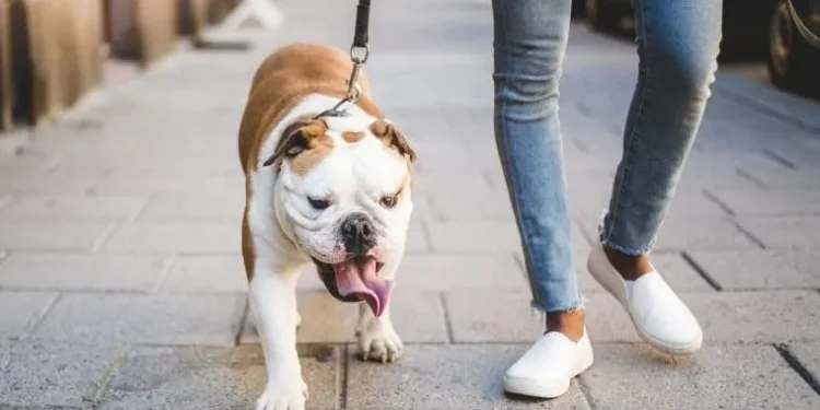 5 Reasons Why You Should Always Leash Your Dog