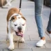 5 Reasons Why You Should Always Leash Your Dog