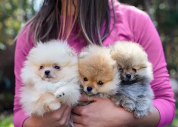 ‘Puppies For Sale?’ Consider Adoption Instead