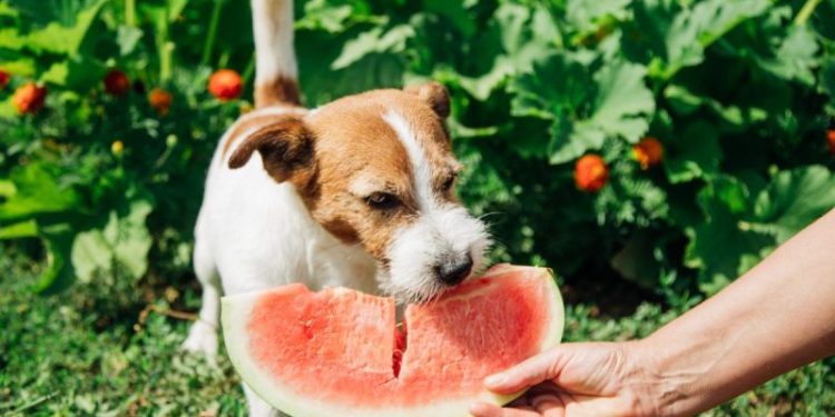 What Human Foods Are Good For Dogs?