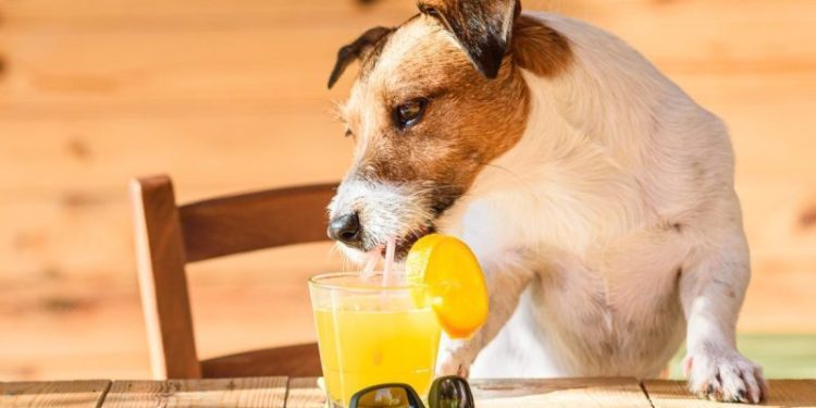 Can Dogs Drink Fruit Juices? Are Fruit Juices Safe For Dogs?