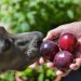 Can Dogs Eat Plums? Are Plums Safe For Dogs?