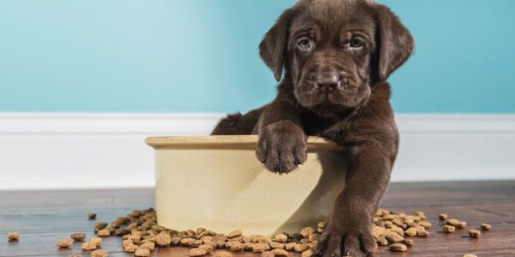 A Complete Guide to Dog Food and Nutrition