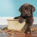 A Complete Guide to Dog Food and Nutrition