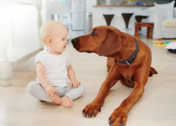 How to Introduce Your Dog to a New Baby