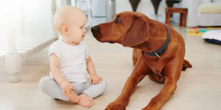 How to Introduce Your Dog to a New Baby