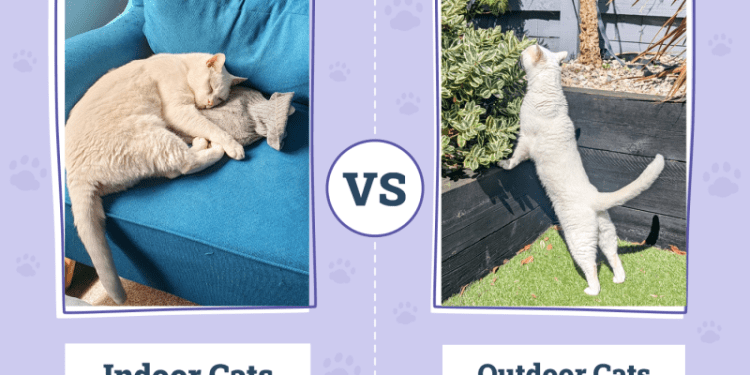 Indoor vs Outdoor Cats: Which Is Better? Dr Karyn’s Opinion