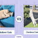 Indoor vs Outdoor Cats: Which Is Better? Dr Karyn’s Opinion
