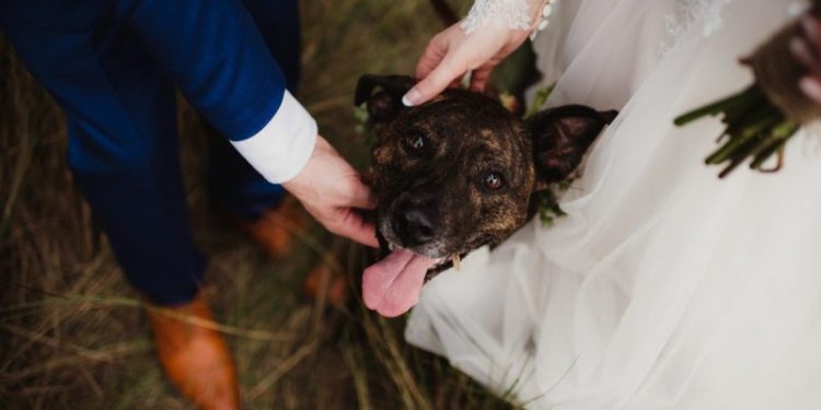 Virginia Couple Reschedules Wedding To Adopt Puppy