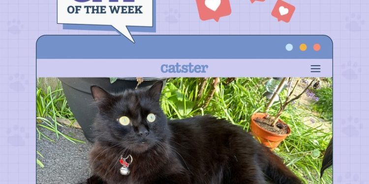 Catster Photo Contest: Cats of the Week Winners (May 1, 2025)