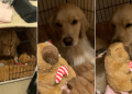 Video: Golden Retriever Finds Christmas Gift Early & Does This
